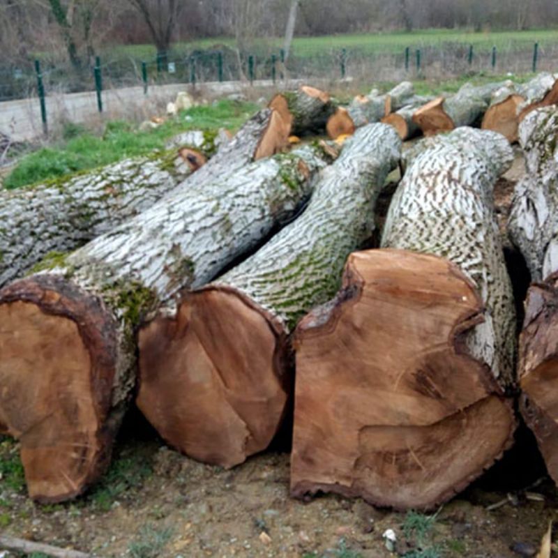 Mercanlar Wood