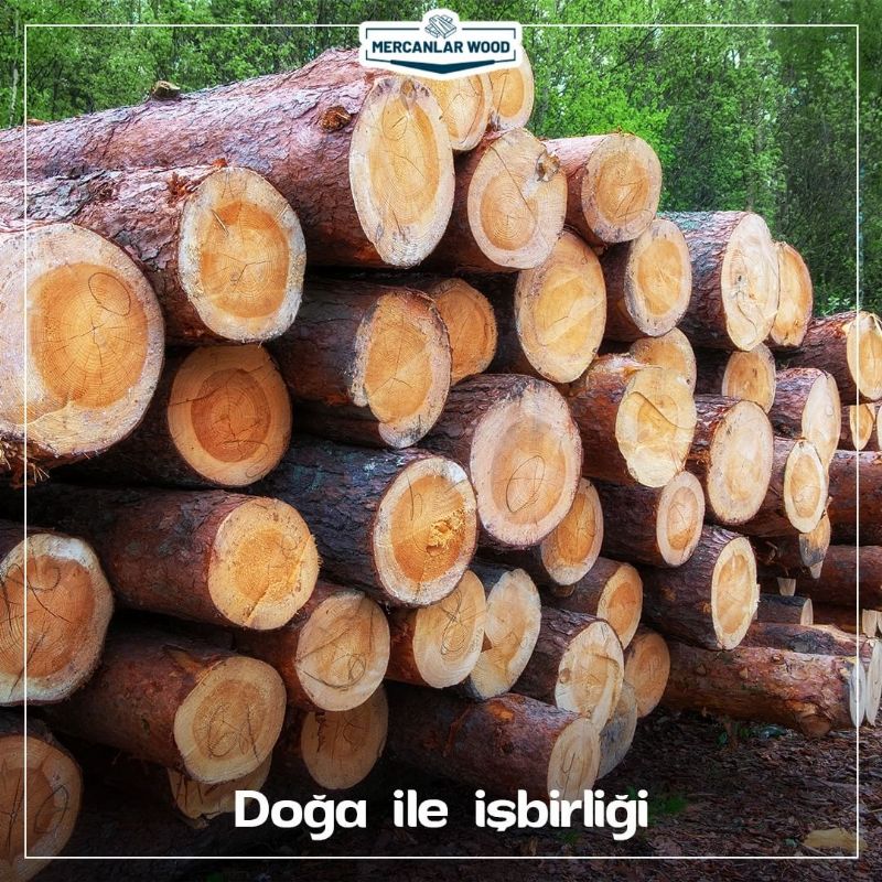 Mercanlar Wood